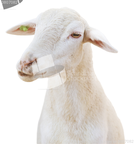 Image of sheep on white