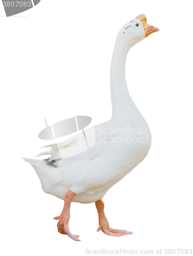 Image of white goose isolated