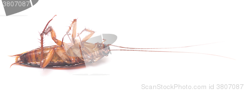 Image of dead cockroach on white