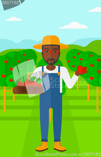 Image of Farmer collecting apples.