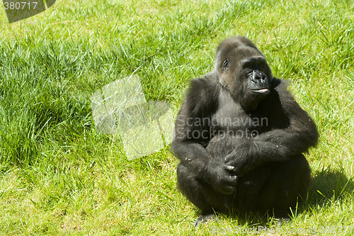 Image of Gorilla on the grass