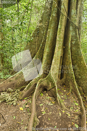 Image of Strangler Fig