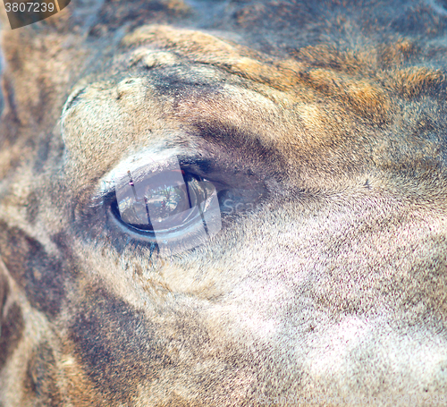 Image of african giraffe eye