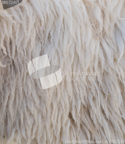 Image of sheep wool texture