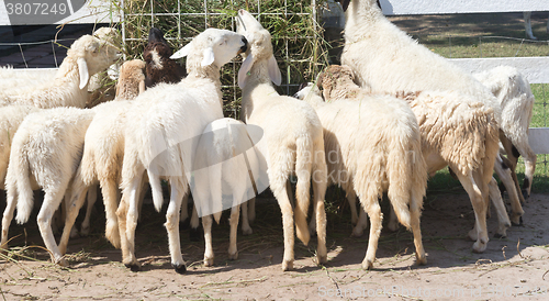 Image of sheep in farm