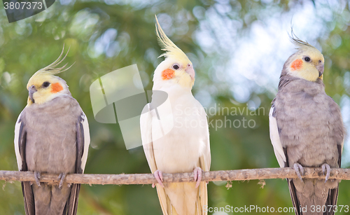 Image of parrot Nymphicus hollandicus