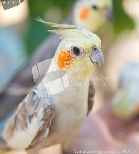 Image of close up of parrots