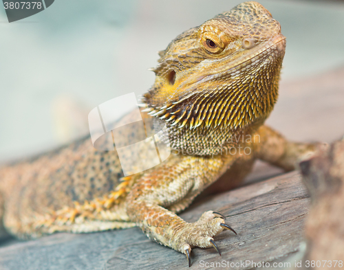 Image of image of yellow iguana