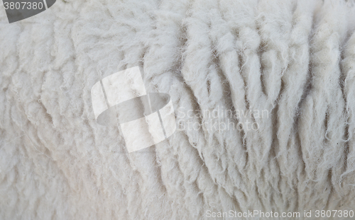 Image of sheep wool texture