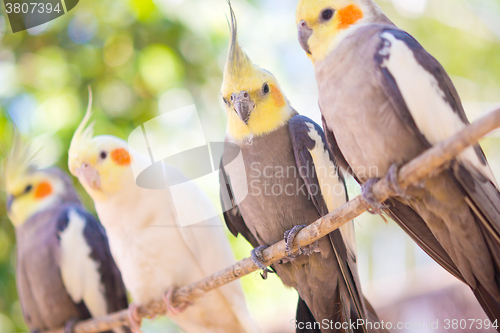 Image of parrot Nymphicus hollandicus