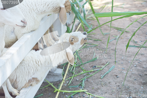 Image of sheep in farm