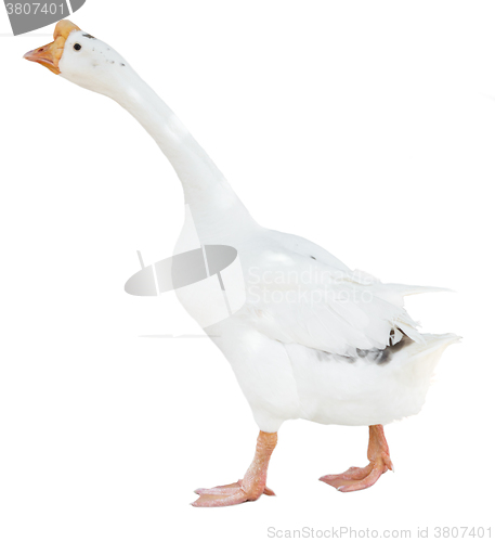 Image of white goose isolated