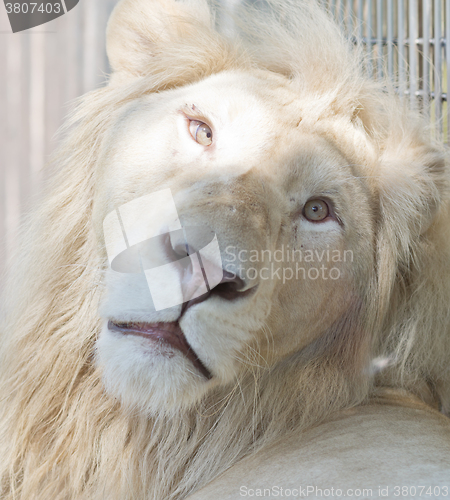 Image of big white lion