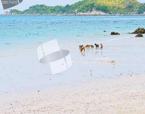 Image of dogs at the beach