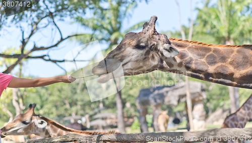 Image of in the Zoo