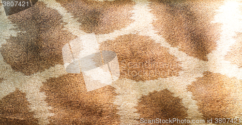 Image of giraffe skin background