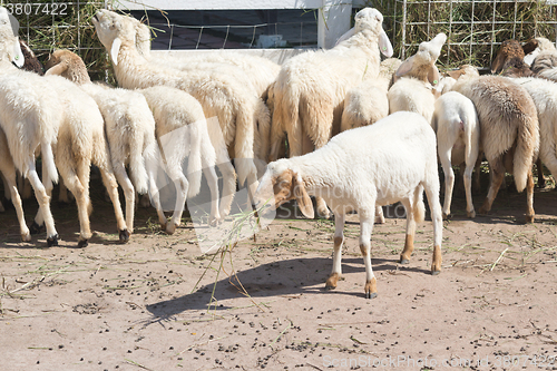 Image of sheep in farm