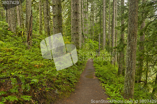 Image of Forest trail in Silver Falls State Park