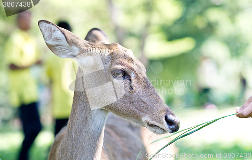Image of close up of deer