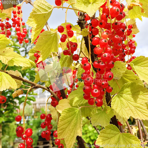 Image of Red currant in the summer garden
