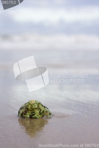 Image of Green shell on beach