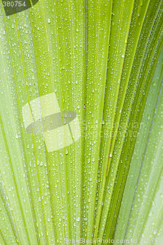 Image of Water drops on palmtree