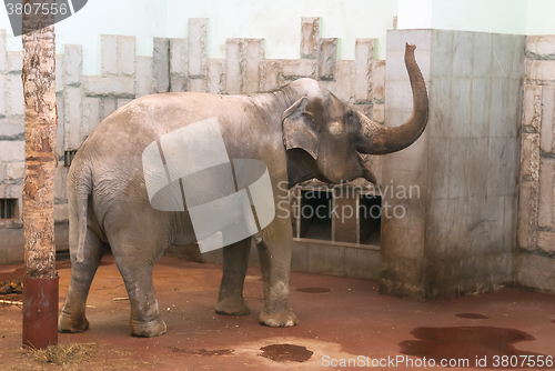 Image of Elephant in zoo. Ekaterinburg. Russia