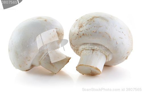 Image of champignon mushrooms on white background