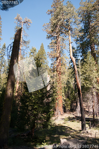 Image of Giant Sequoia in Yosemite