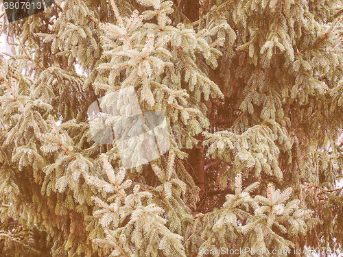 Image of Retro looking Pine tree