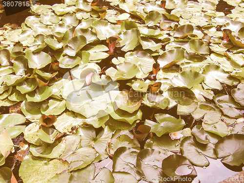 Image of Retro looking Water lily Nimphaea