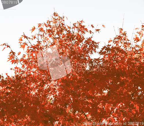 Image of Retro looking Maple leaves