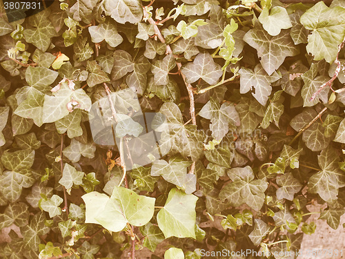 Image of Retro looking Ivy picture
