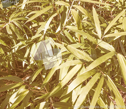 Image of Retro looking Bamboo tree