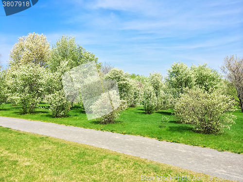 Image of Blooming trees growing along the path in the park