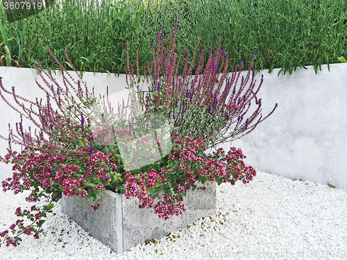 Image of Flowerbed with purple flowers