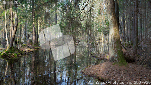 Image of Springtime wet mixed forest with standing water