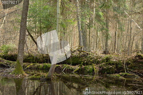 Image of Springtime wet mixed forest with standing water