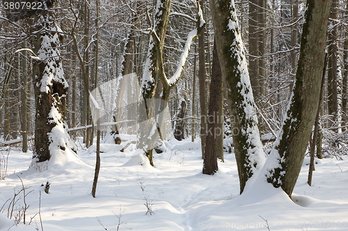 Image of Trees snow wrapped blizzard after