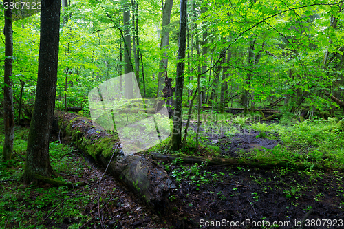 Image of Moss wrapped part of broken oak lying