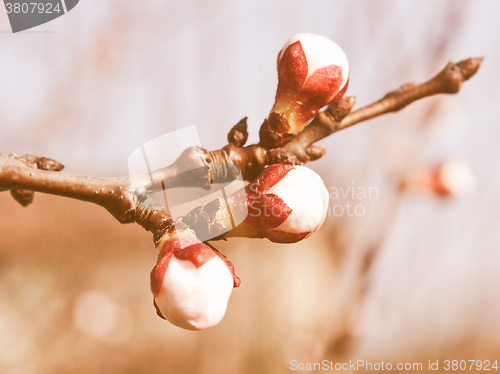 Image of Retro looking Peach tree flower