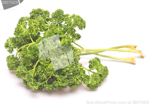 Image of green fresh parsley