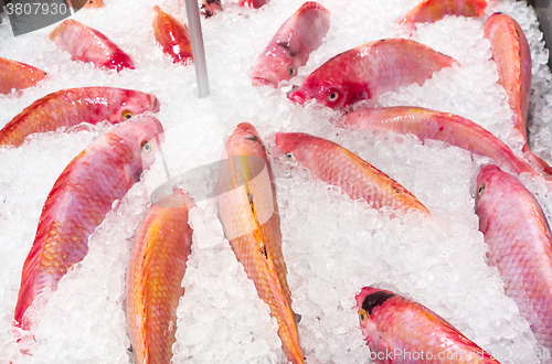 Image of fresh fish in ice 