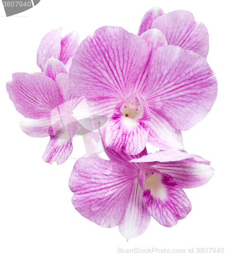 Image of pink orchid flower