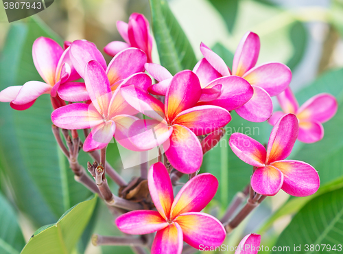 Image of frangipani flowers