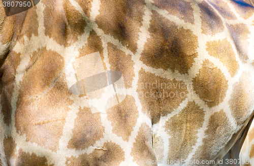 Image of giraffe skin texture