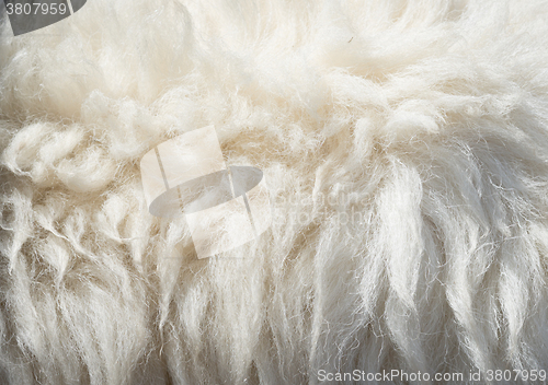 Image of sheep wool background