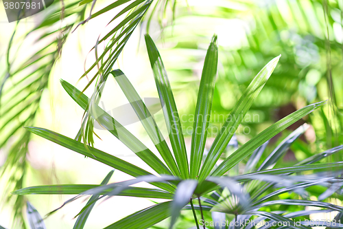 Image of tropical leaves background