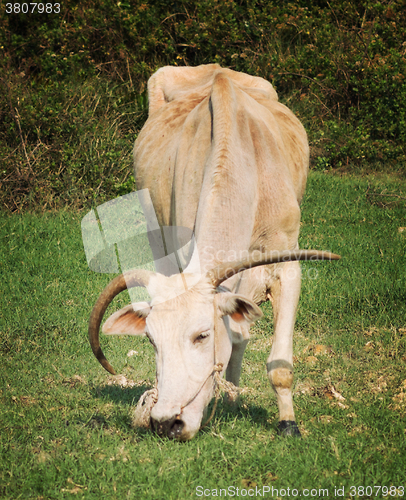 Image of long horned cow