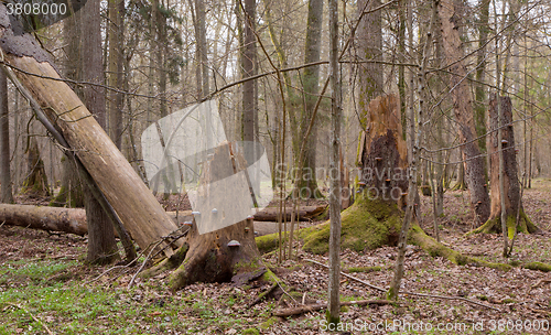 Image of Springtime wet mixed forest with broken spruce trees